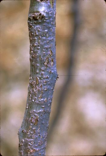 ویروئید شانکر تاولی گلابی